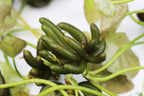 Live Banana Aquarium Plant product image 10