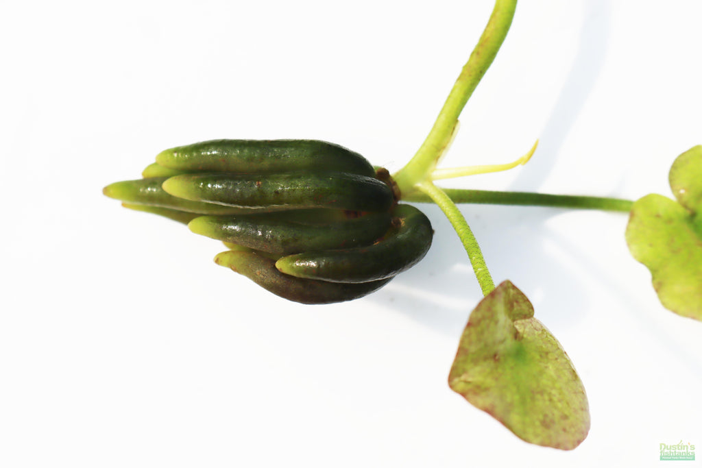 Live Banana Aquarium Plant product image 11
