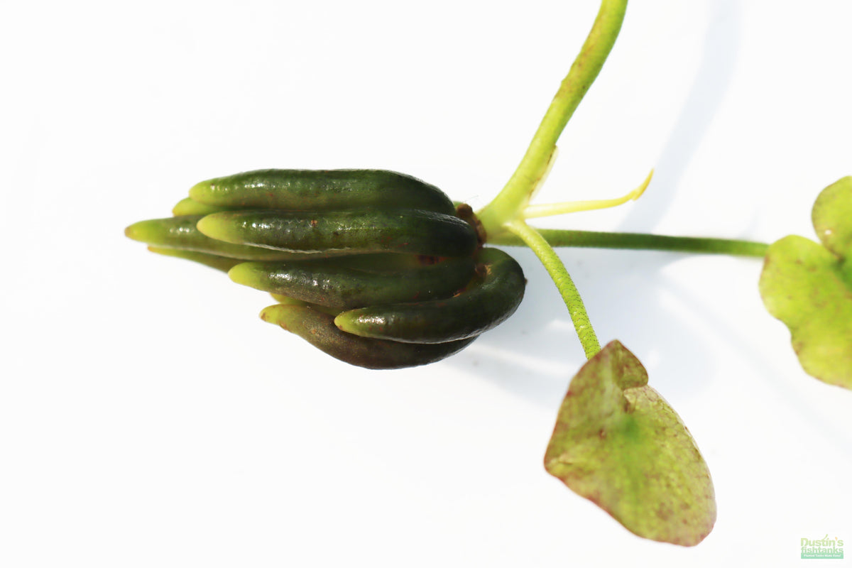 Live Banana Aquarium Plant product image 11