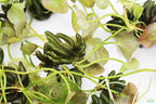 Live Banana Aquarium Plant product image 12