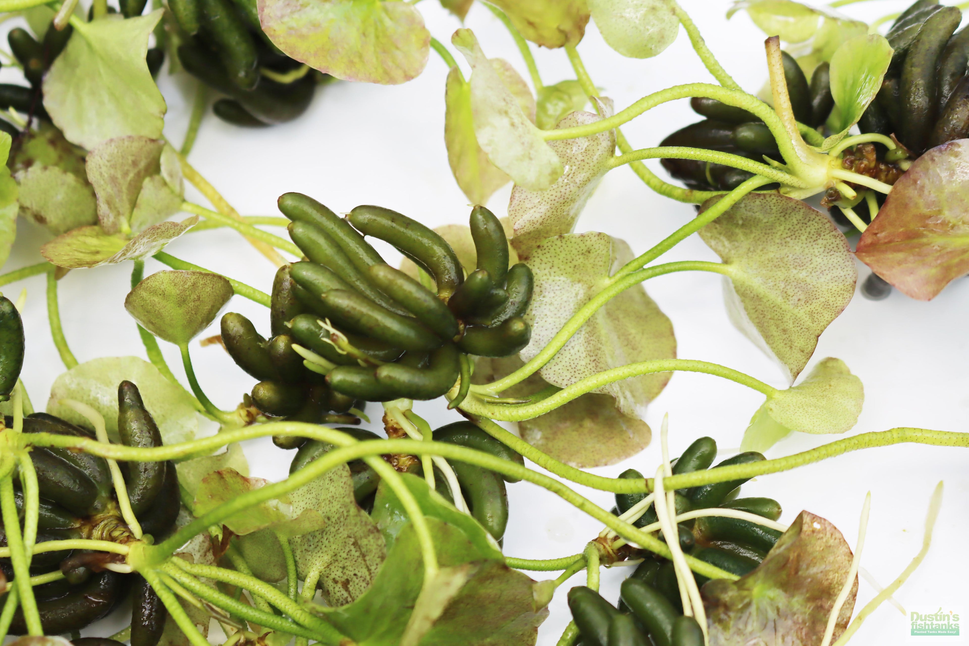 Live Banana Aquarium Plant product image 12