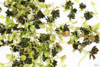Live Banana Aquarium Plant product image 13