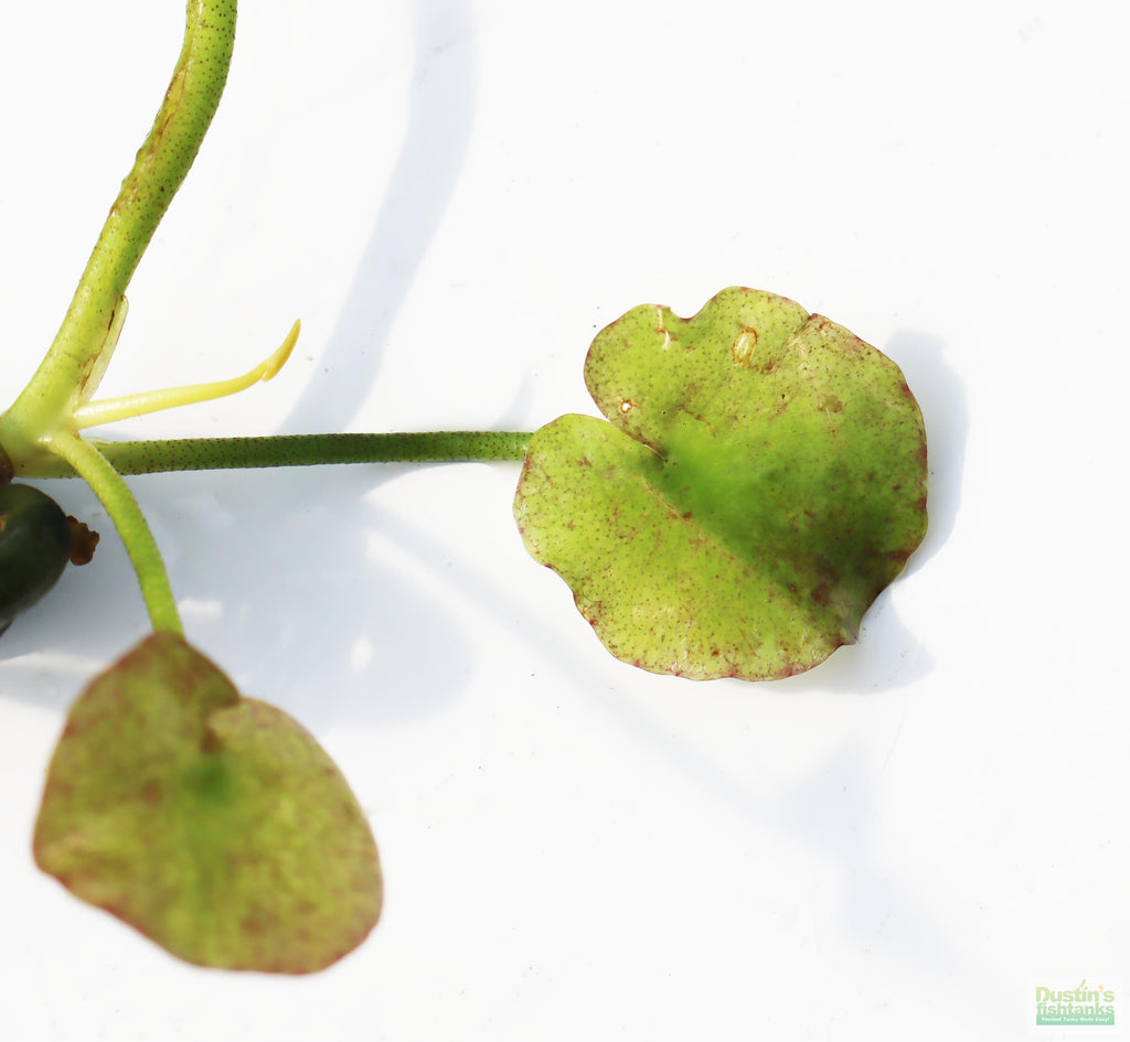 Live Banana Aquarium Plant product image 14