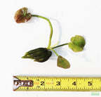 Live Banana Aquarium Plant product image 15