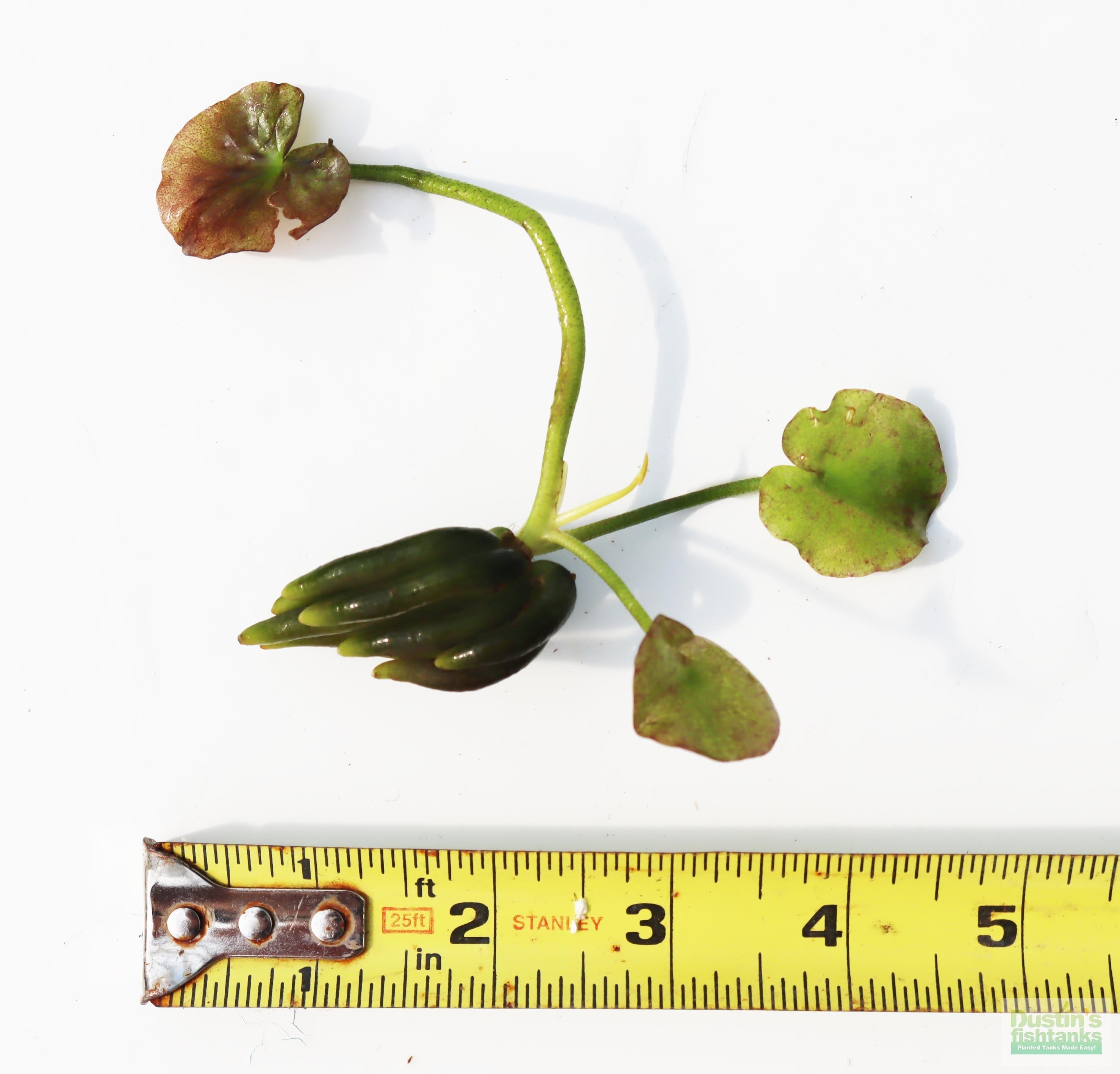 Live Banana Aquarium Plant product image 15