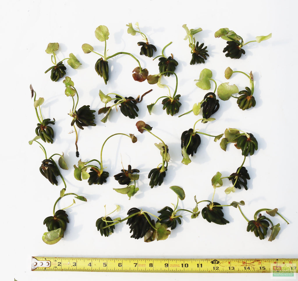 Live Banana Aquarium Plant product image 16