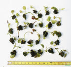 Live Banana Aquarium Plant product image 16