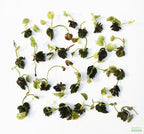 Live Banana Aquarium Plant product image 17