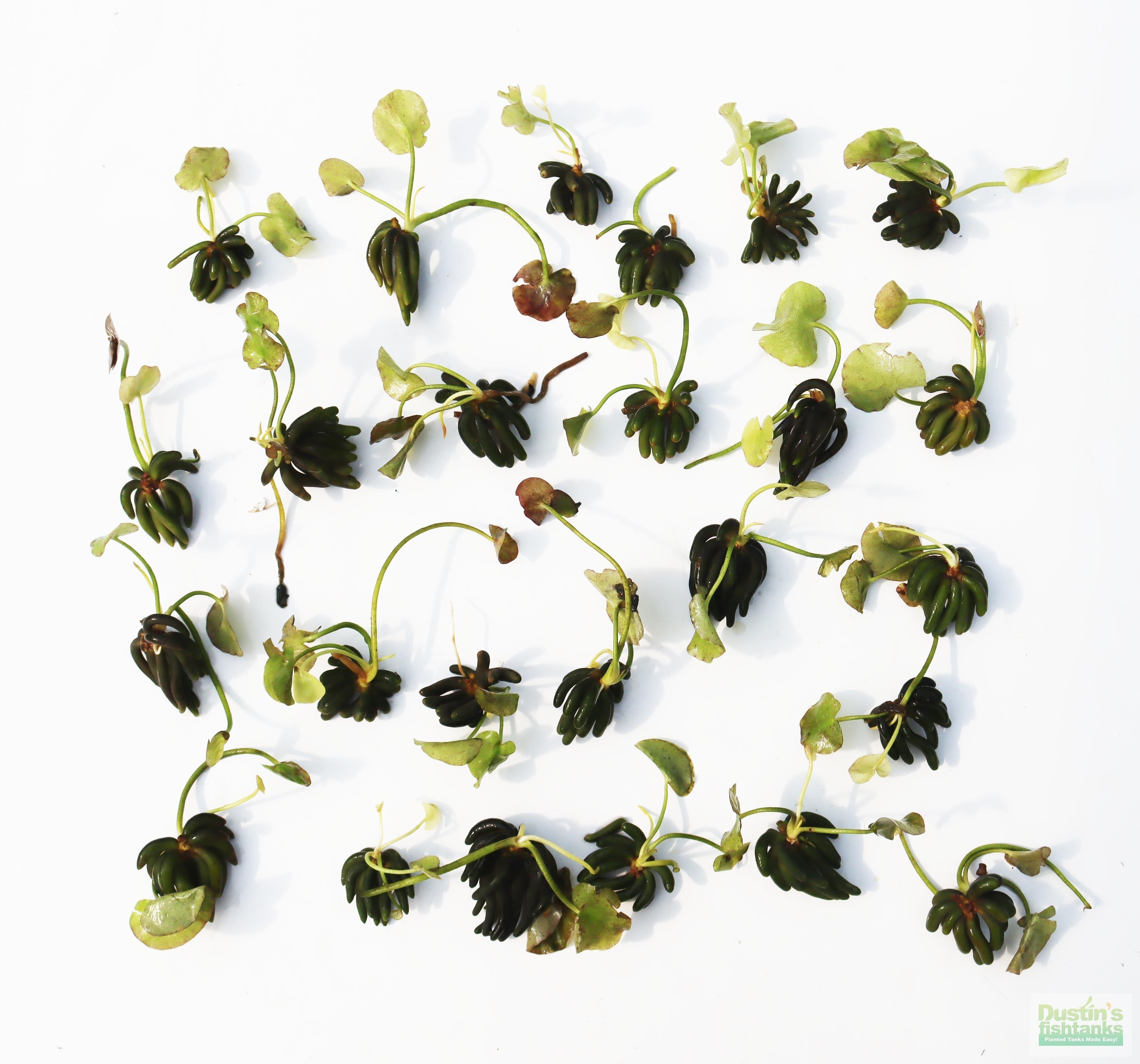 Live Banana Aquarium Plant product image 17