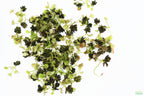 Live Banana Aquarium Plant product image 18