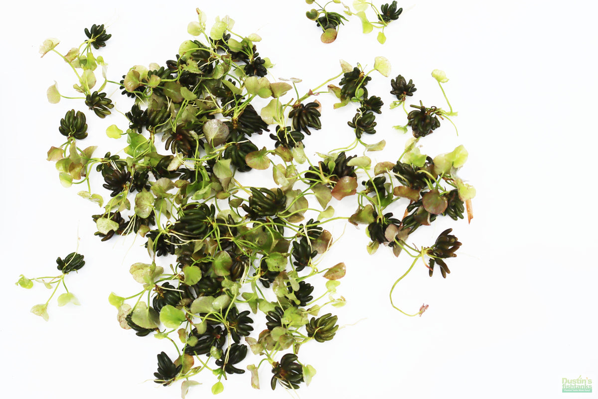 Live Banana Aquarium Plant product image 18