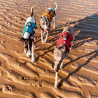 best whippet harness