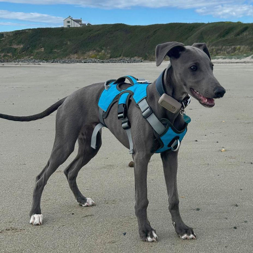 Three-Strap Escape-Resistant Dog Harness product image 11