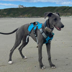 Three-Strap Escape-Resistant Dog Harness product image 11