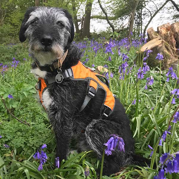 Three-Strap Escape-Resistant Dog Harness product image 15