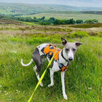 Greyhound harness with close control handle on back and reflective for safety