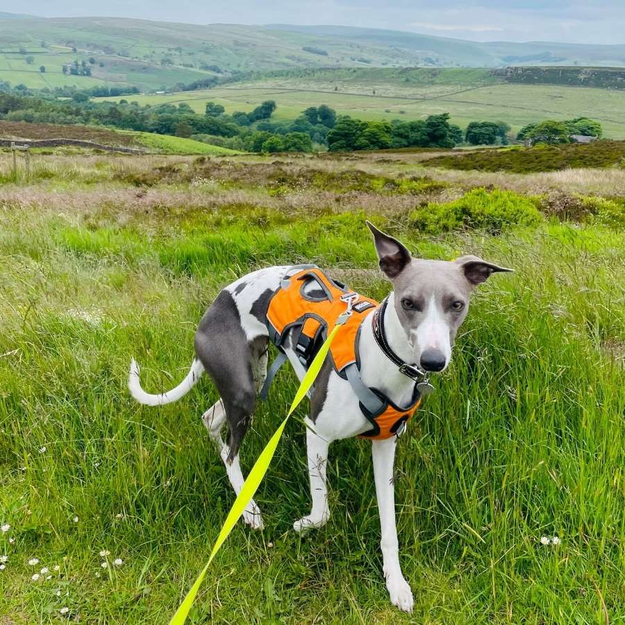 Greyhound harness with close control handle on back and reflective for safety