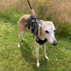 Three-Strap Escape-Resistant Dog Harness product image 20