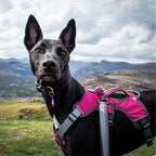 Three-Strap Escape-Resistant Dog Harness product image 27
