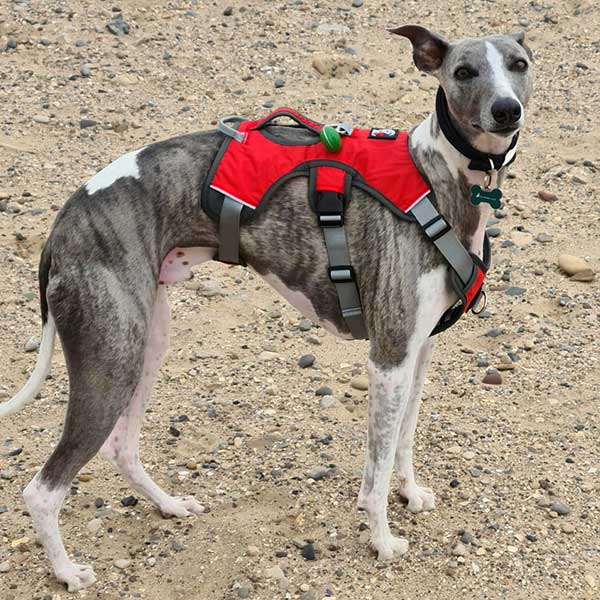 Three-Strap Escape-Resistant Dog Harness product image 29