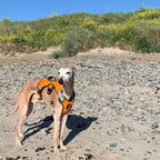 perfect fit whippet harness. orange green or red. three strap dog harness makes it anti escape