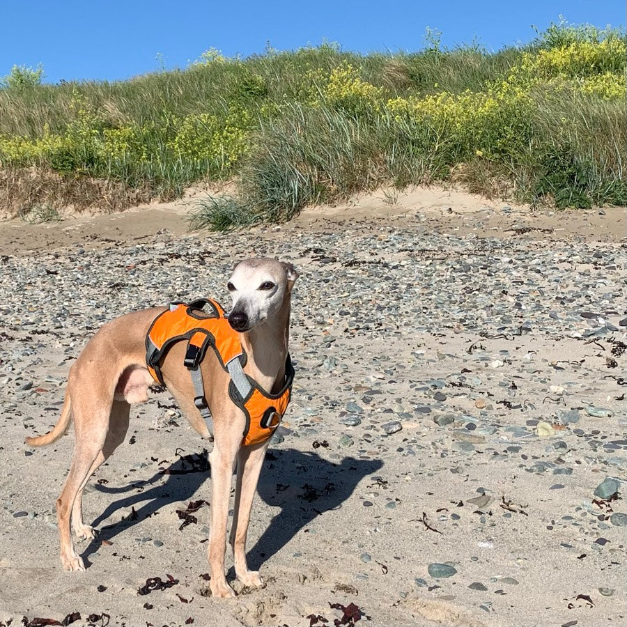 perfect fit whippet harness. orange green or red. three strap dog harness makes it anti escape
