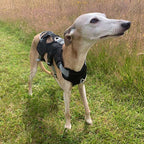joey the whippet. black harness for sighthounds