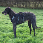 Three-Strap Escape-Resistant Dog Harness product image 40