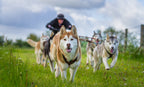 Canine Joint Supplement product image 7