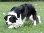 Canine Joint Supplement product image 8