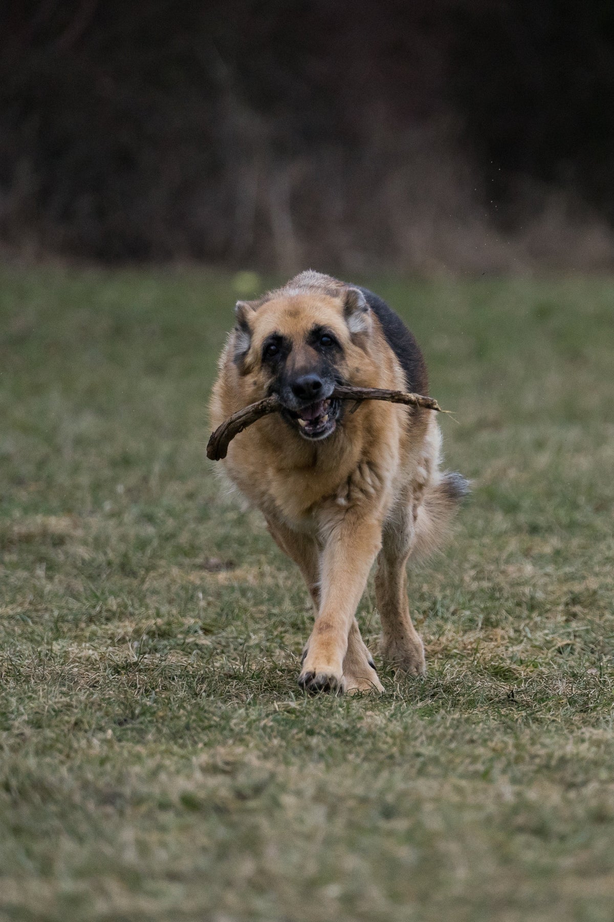 Dog Joint Supplement product image 5