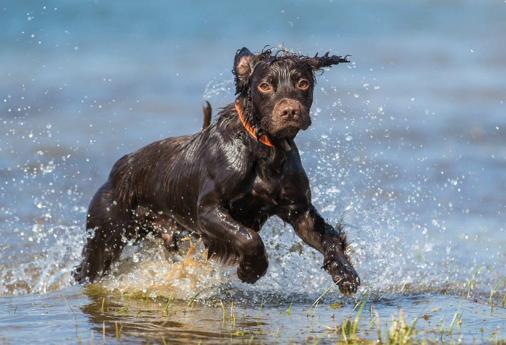 Dog Joint Supplement product image 7