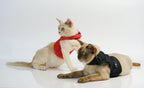 Martingale Calming Cat Walking Harness product image 4