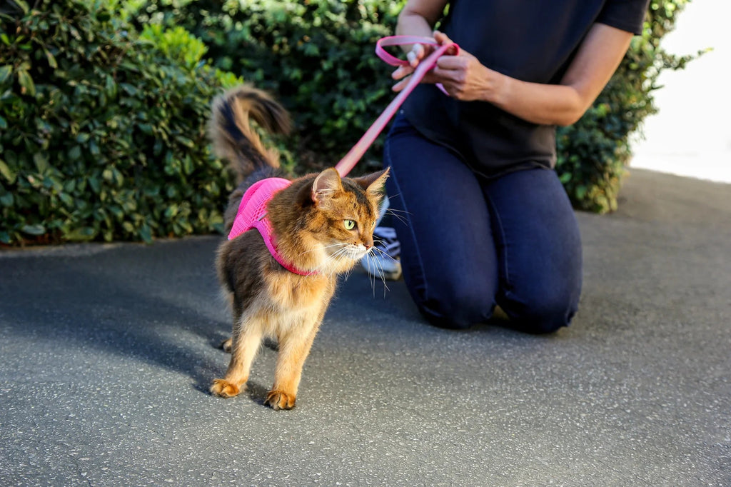 Martingale Calming Cat Walking Harness product image 9