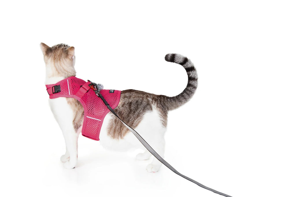 Martingale Calming Cat Walking Harness product image 13