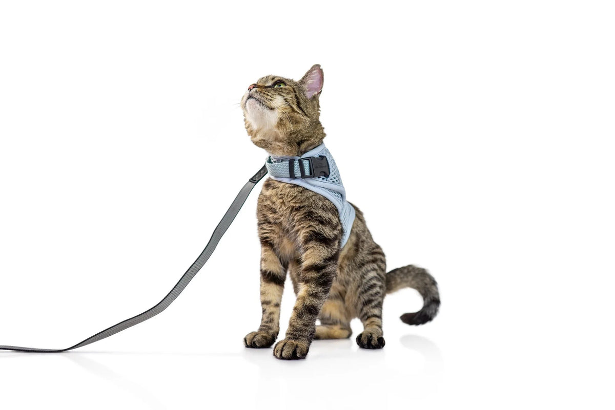 Martingale Calming Cat Walking Harness product image 17