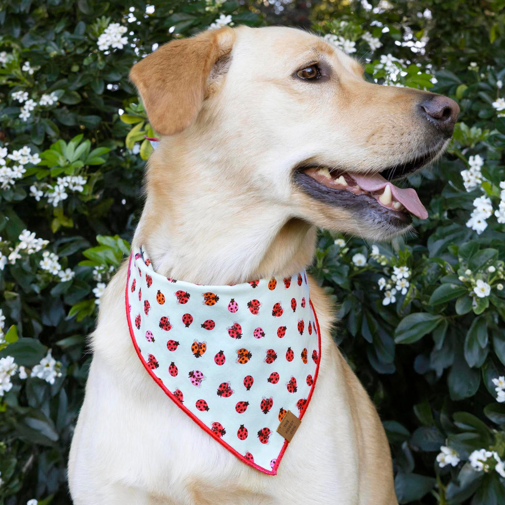 Dog Bandana product image 2
