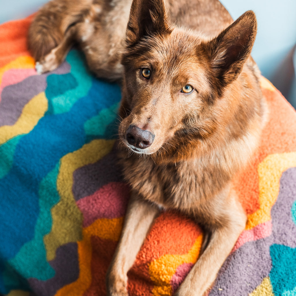 A brown dog with amber eyes lies on a Sherpa Fleece Waterproof Blanket, featuring a colorful, non-toxic pattern in blue, yellow, orange, and purple. The dog looks up attentively at the camera.