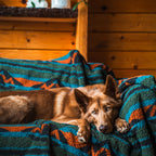 A brown dog with light eyes lies on a cozy Sherpa Fleece Waterproof Blanket draped over a couch. Wooden walls and a rustic shelf in the background add to the warm, cabin-like ambiance. The dog looks relaxed and comfortable, gazing directly at the camera.