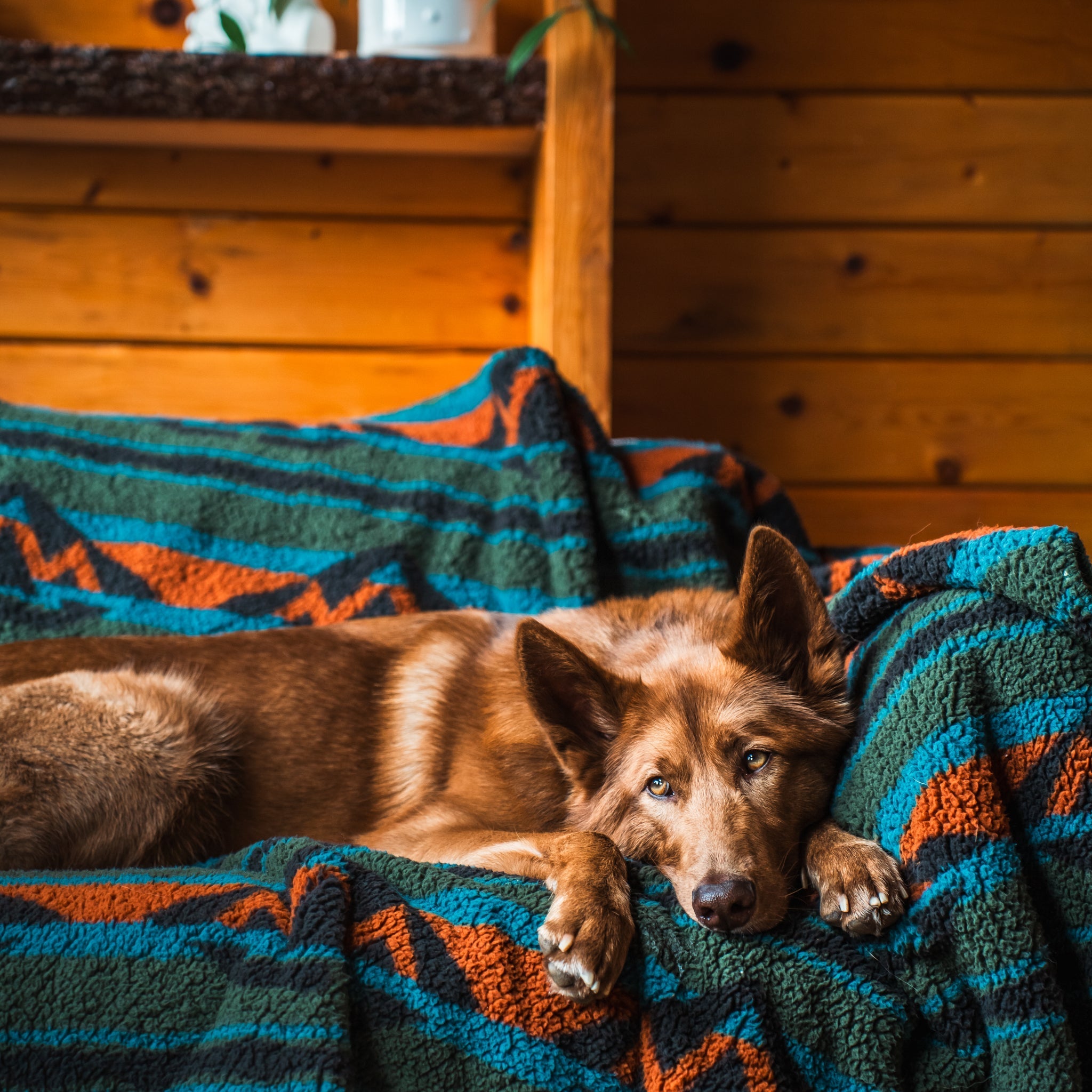 A brown dog with light eyes lies on a cozy Sherpa Fleece Waterproof Blanket draped over a couch. Wooden walls and a rustic shelf in the background add to the warm, cabin-like ambiance. The dog looks relaxed and comfortable, gazing directly at the camera.