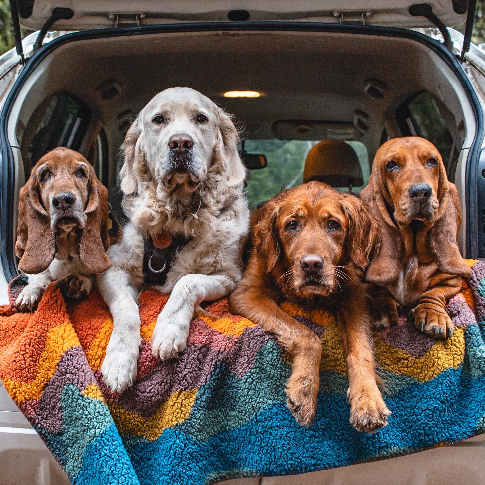 Four dogs of various breeds relax side by side on a Sherpa Fleece Waterproof Blanket in the open trunk of a car, looking at the camera. They’re outdoors among trees, showcasing the blanket’s comfort and durability for pets.