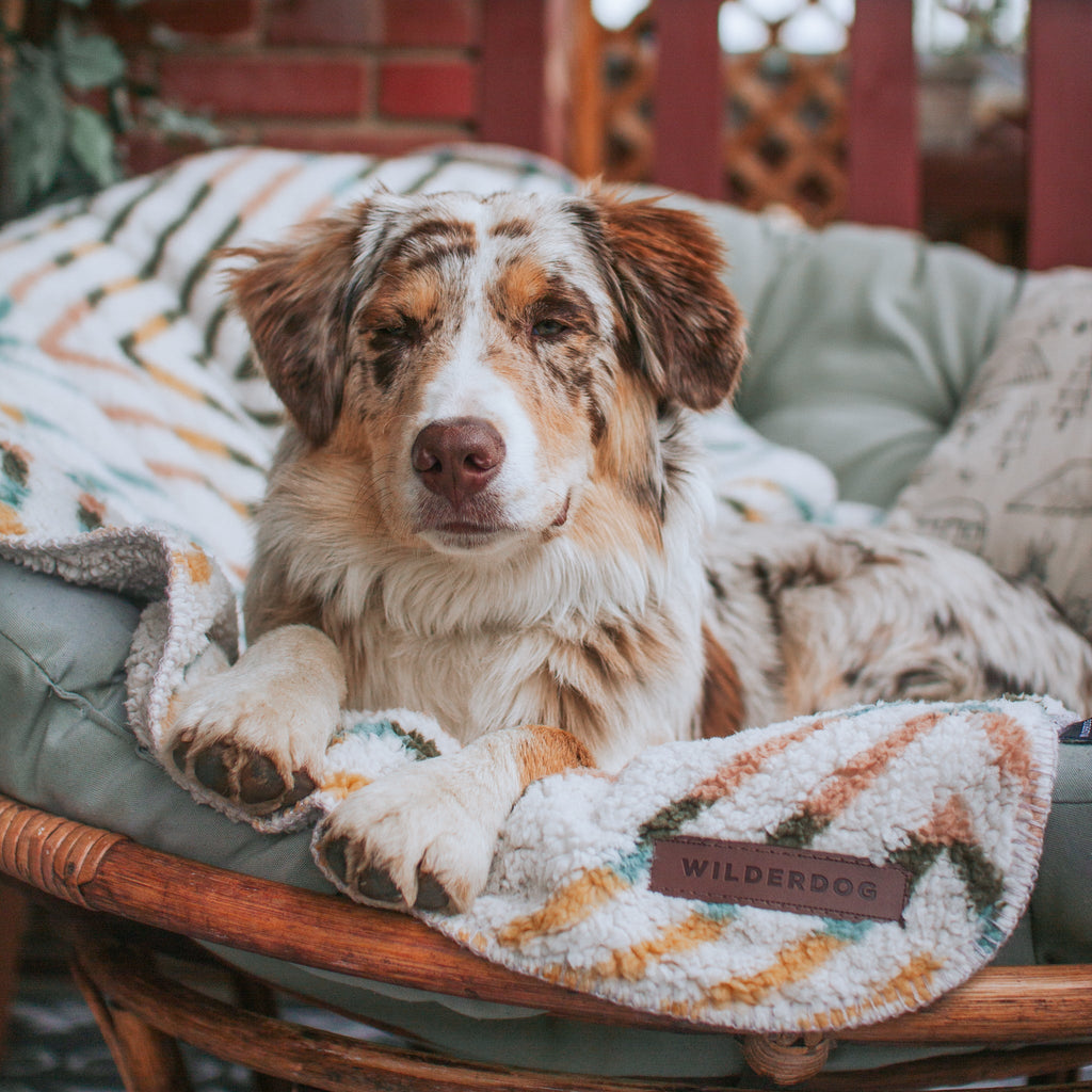 A relaxed, brown-and-white Australian Shepherd with a spotted coat lounges on a cozy, cushioned chair. It is partially covered by the Sherpa Fleece Waterproof Blanket from Wilderdog. The background features wooden elements and a brick wall.