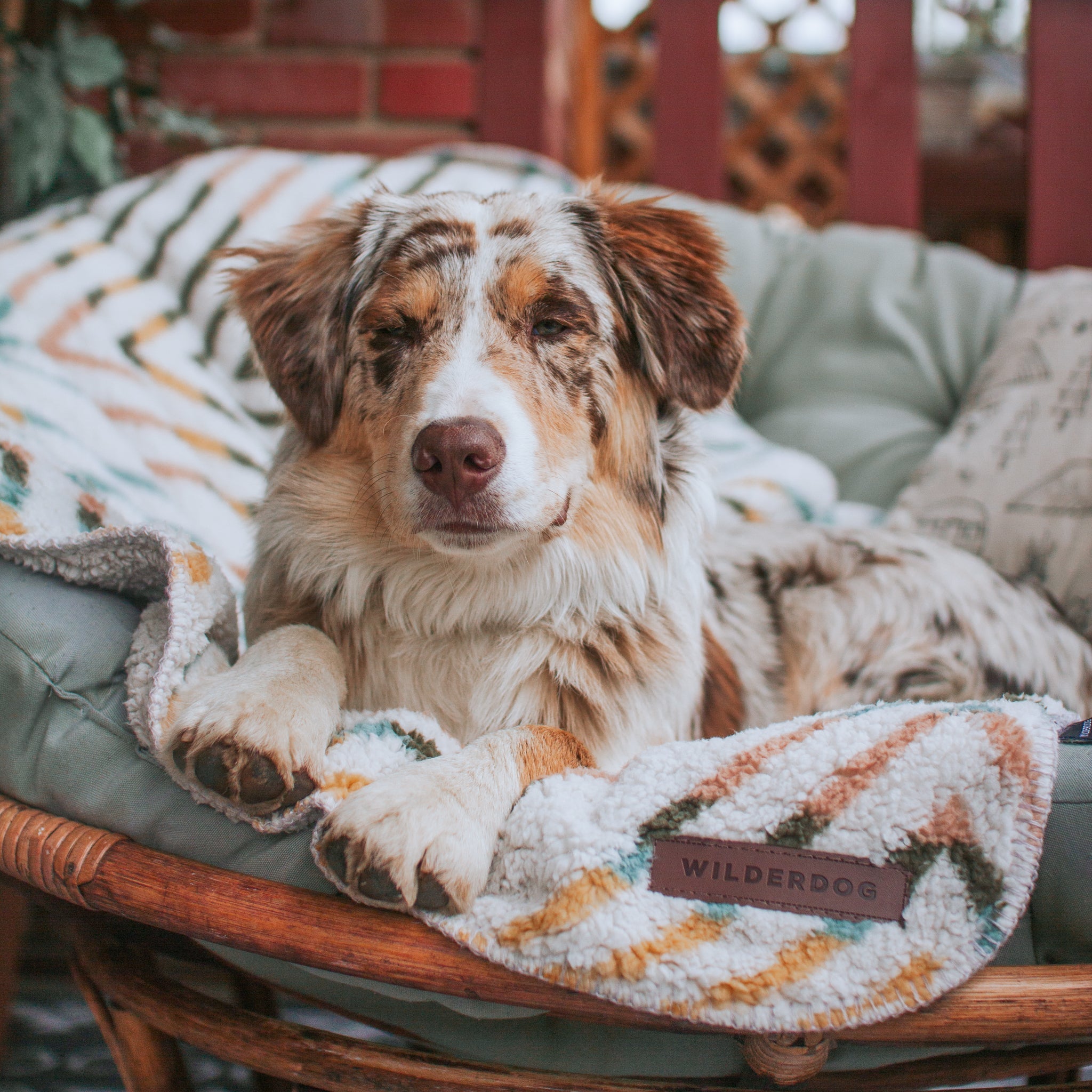 A relaxed, brown-and-white Australian Shepherd with a spotted coat lounges on a cozy, cushioned chair. It is partially covered by the Sherpa Fleece Waterproof Blanket from Wilderdog. The background features wooden elements and a brick wall.