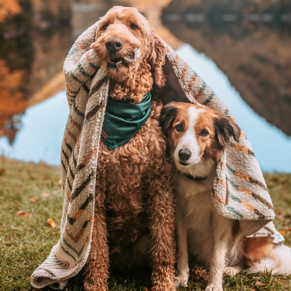 Two dogs sit together on grass by a calm lake surrounded by trees. One dog is draped with a vibrant Sherpa Fleece Waterproof Blanket and wears a green bandana, while the other leans in closely. The scene exudes a warm, autumnal atmosphere.