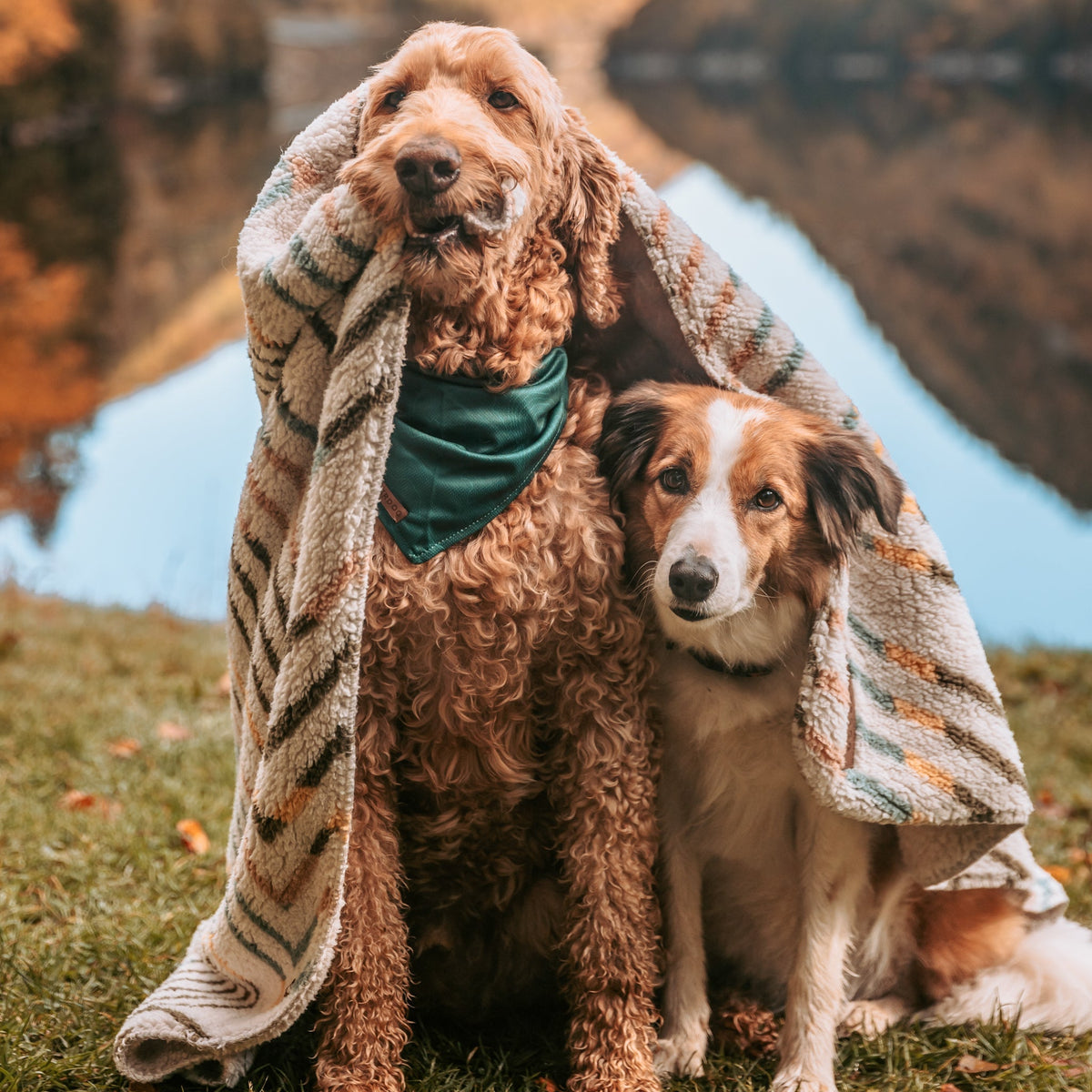 Two dogs sit together on grass by a calm lake surrounded by trees. One dog is draped with a vibrant Sherpa Fleece Waterproof Blanket and wears a green bandana, while the other leans in closely. The scene exudes a warm, autumnal atmosphere.