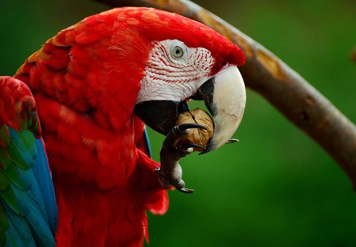 Macaw Parrot Pecans product image 2