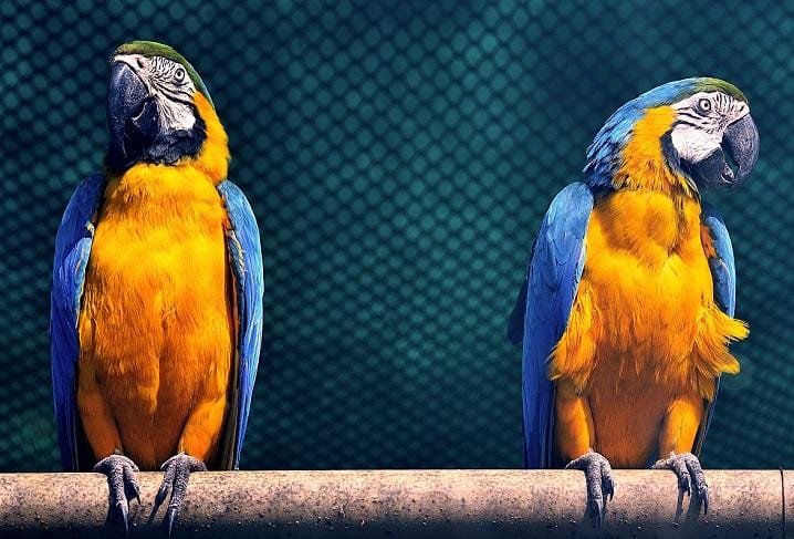 Macaw Parrot Pecans product image 3