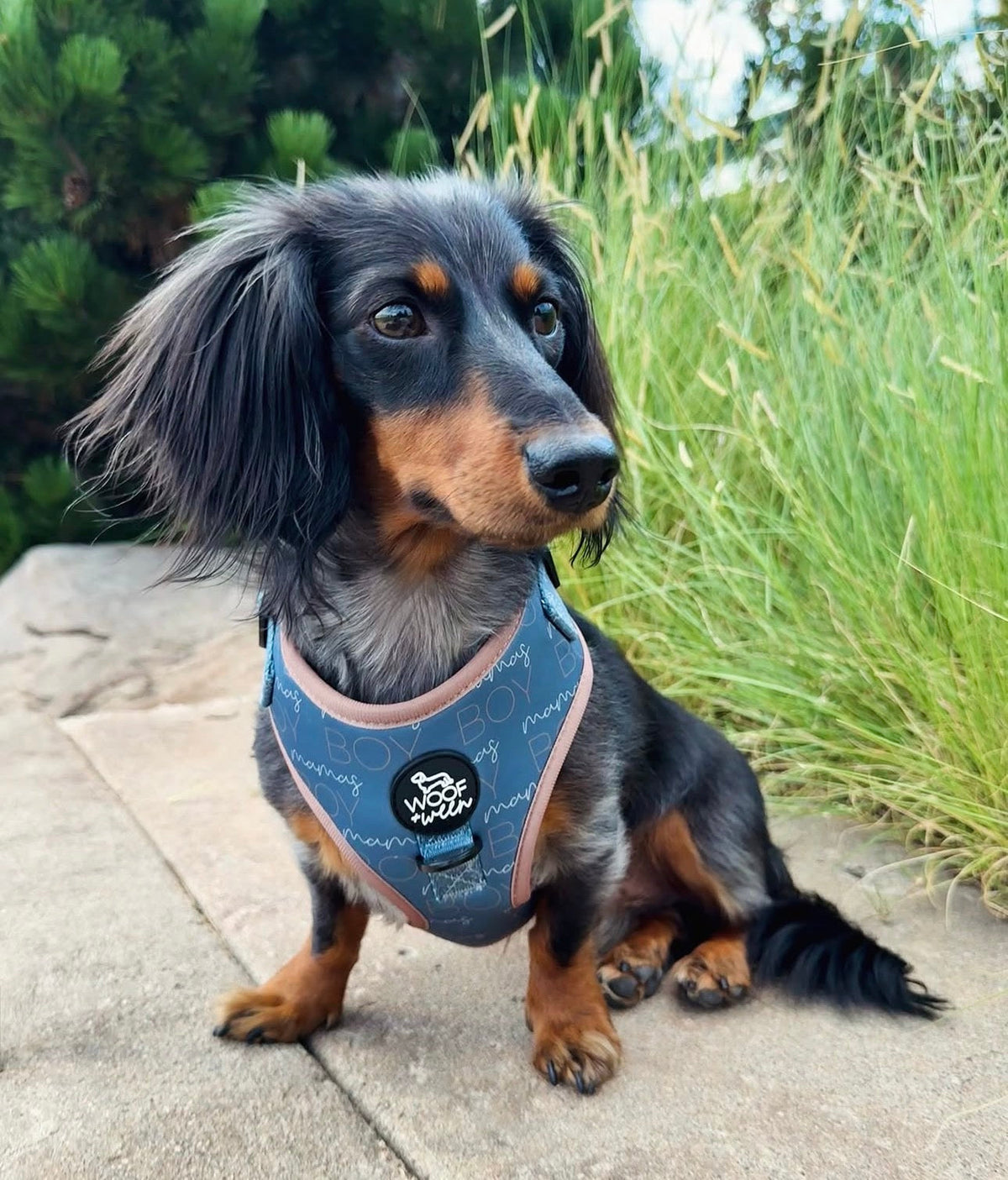 Adjustable Dog Harness product image 4