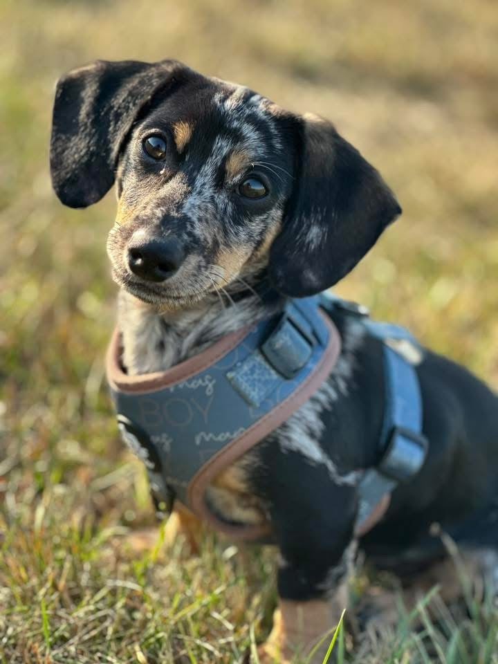 Adjustable Dog Harness product image 6