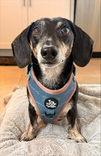 Adjustable Dog Harness product image 7